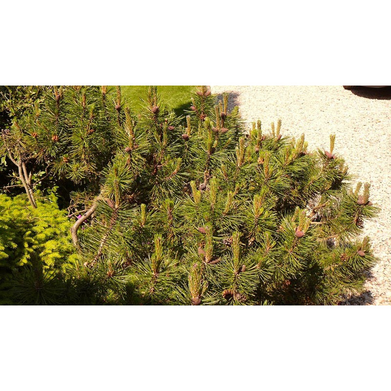 pinus mugo "pumilio" pinus mugo "pumilio"