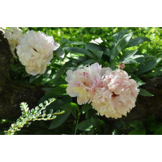 pivoine Karl Rosenfield rose