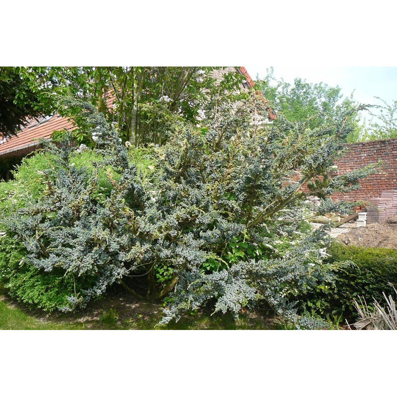 juniperus squamata meyeri juniperus squamata meyeri