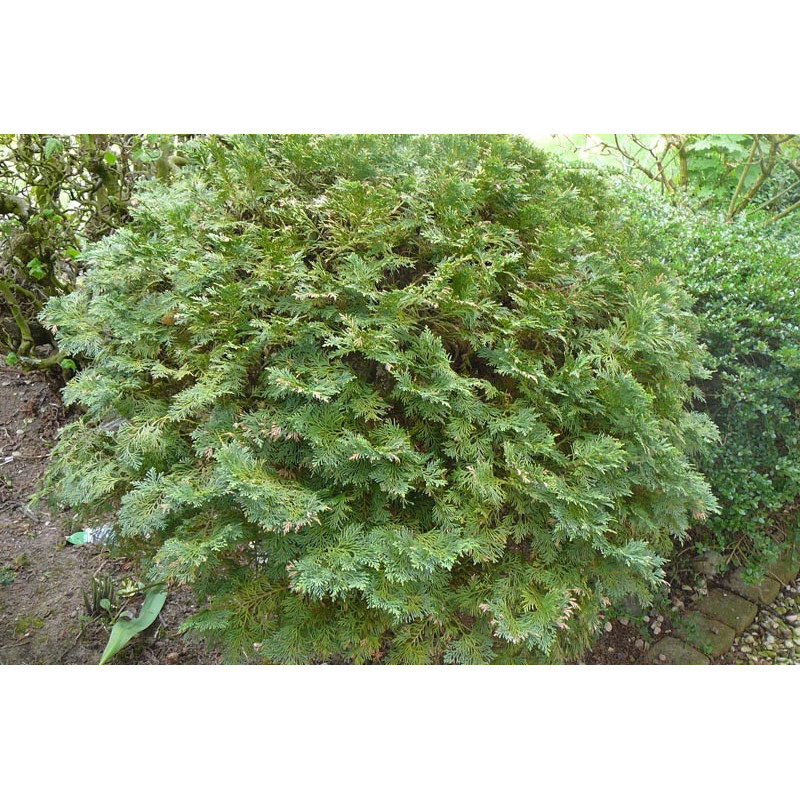 chamaecyparis lawson minima glauca chamaecyparis lawson minima glauca