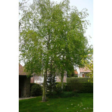 Betula verrucosa alba (bouleau commun) en taille semi adulte