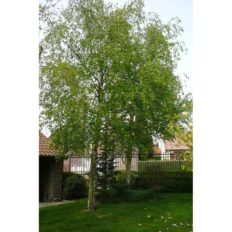 Betula verrucosa alba (bouleau commun)