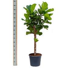 ficus lyrata - tige 140/150 cm