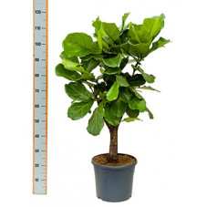 ficus lyrata - ramifié en...