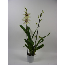 orchidée cambria tahoma...