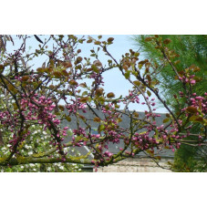 Cercis siliquastrum (arbre de judee)