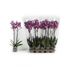 orchidée violet -...