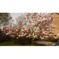 Magnolia soulangeana en fleurs