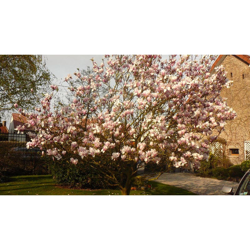 Magnolia soulangeana en fleurs Magnolia soulangeana en fleurs