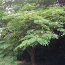 albizia julibrissin ombrella - arbre à soie
