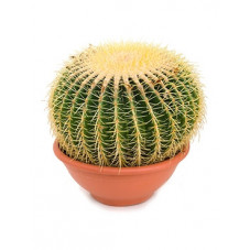 echinocactus grusonii 50 cm