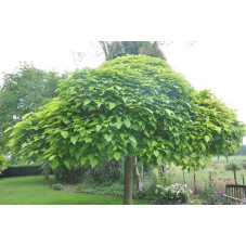 Catalpa bignonioides nana adulte (boule)