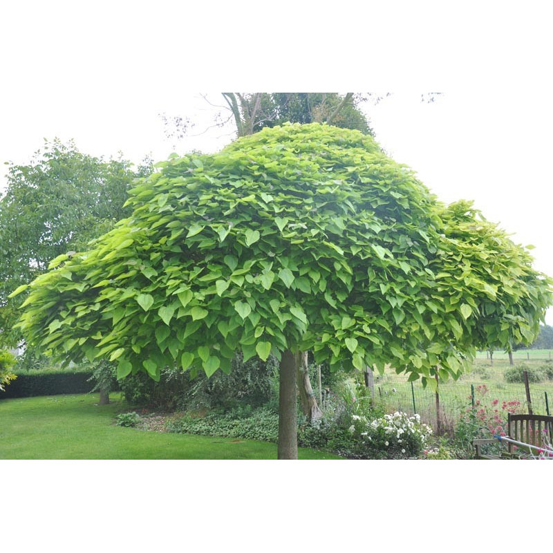 Catalpa bignonioides nana adulte (boule)