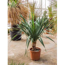dracena draco sur tige