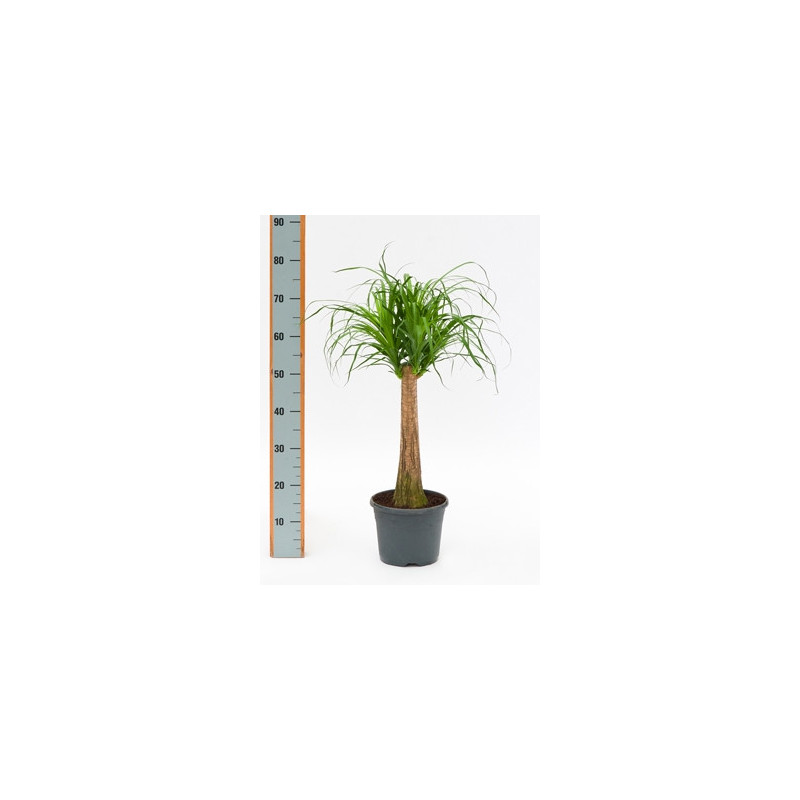Plantes vertes d int/érieur Noline recourb/ée BOTANICLY Beaucarnea recurvata Hauteur: 80 cm