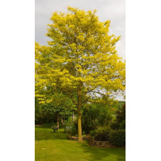 Gleditsia  triacanthos "sunburst" en tige semi adulte