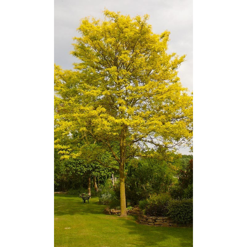 Gleditsia  triacanthos "sunburst" en tige semi adulte