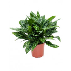 aglaonema maria - 60 cm