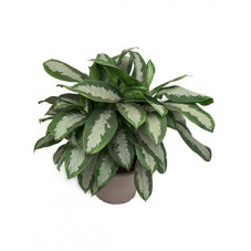 aglaonema diamond