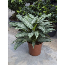 aglaonema painted princess