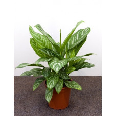 aglaonema stripes 