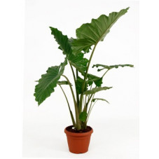 alocasia portadora