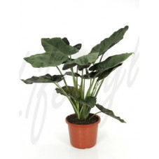 alocasia wentii