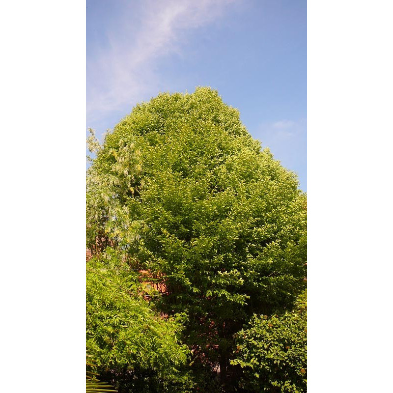 Carpinus betulus "fastigiata"(charme)