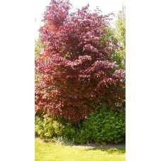 Fagus sylvatica purpurea (hetre pourpre)