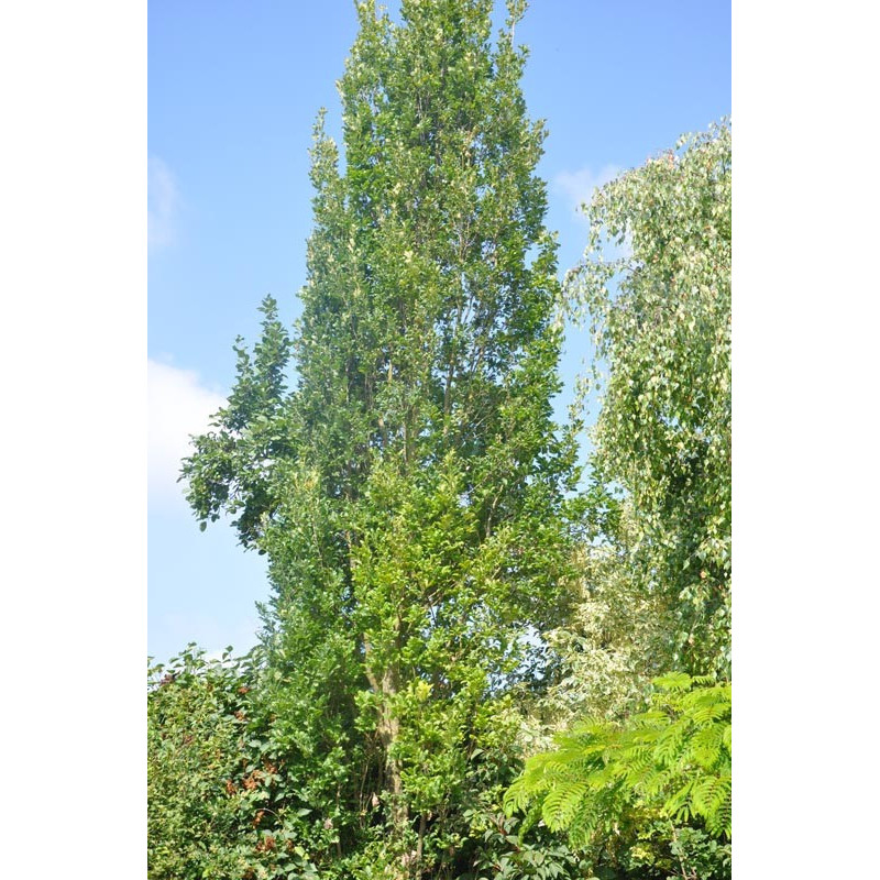 Quercus robur fastigiata (chène fastigié)