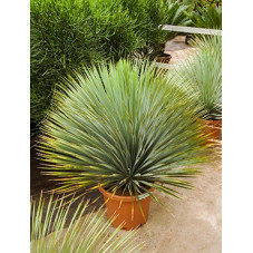 yucca rostrata - tête - 100 cm
