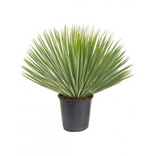 Yucca rostrata - tête