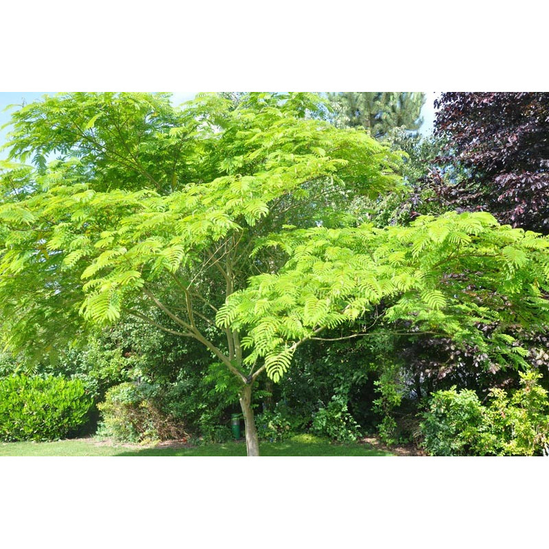 Albitzia julibrissin ombrella Albitzia julibrissin ombrella