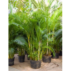 palmier d'arec - areca -...