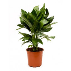 palmier nain ( chamaodorea...