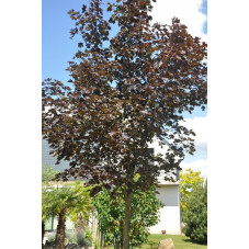 Acer platanoides "crimson king" (érable pourpre )