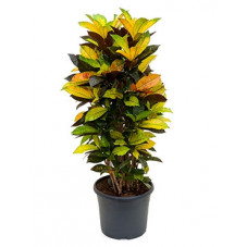 Croton iceton - 110 cm