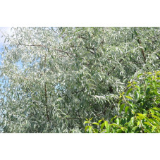 Eleagnus augustifolia (olivier de bohème )