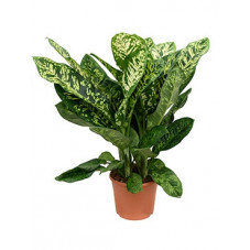 dieffenbachia crown