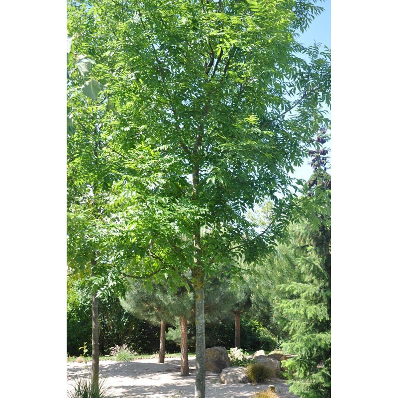 Fraxinus excelsior ( frene commun ) Fraxinus excelsior ( frene commun )