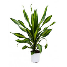 dracéna burley (dracaena)