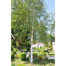 Betula utilis ( bouleau à bois blanc )