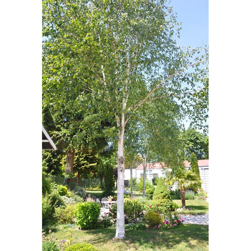 Betula utilis ( bouleau à bois blanc ) Betula utilis ( bouleau à bois blanc )