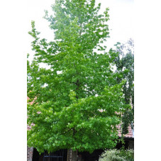 Liquidambar styraciflua ( copalme )