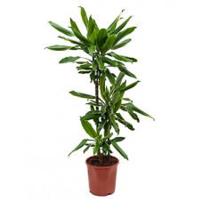 dracéna gold dream (dracaena)