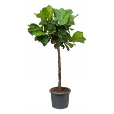 ficus lyrata - 180 cm