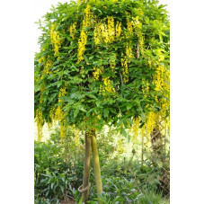 Laburnum watereri "vossii" -belle floraison jaune or.