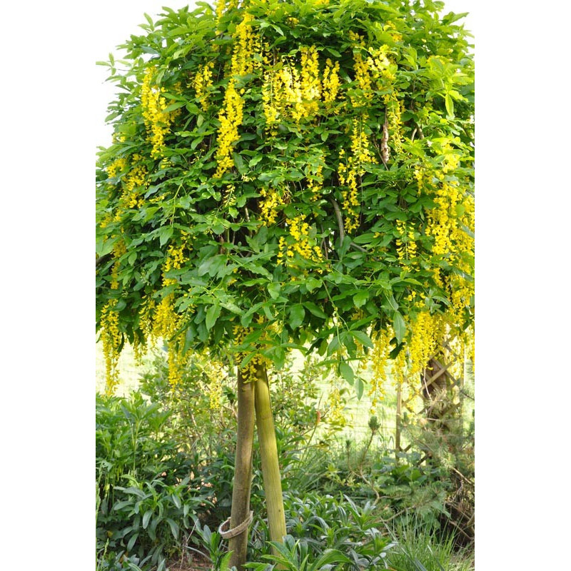 Laburnum watereri "vossii" -belle floraison jaune or.