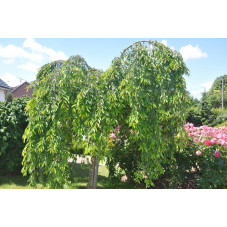 Prunus serrulata "kiku shidare sakura" (cerisier à fleurs pleureur )