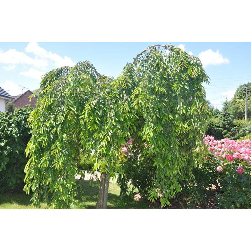 Prunus serrulata "kiku shidare sakura" (cerisier à fleurs pleureur )